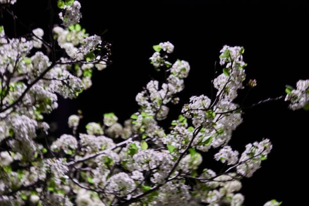cherry blossomed in the night