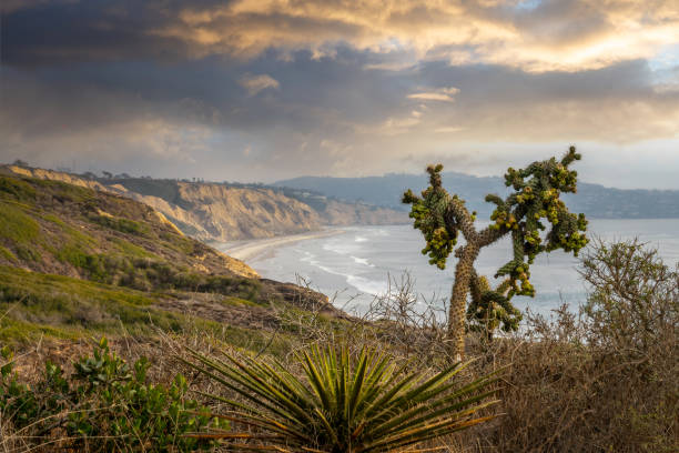 torrey pines state natural reserve, vista sulla scogliera, san diego california - torrey pines state reserve foto e immagini stock