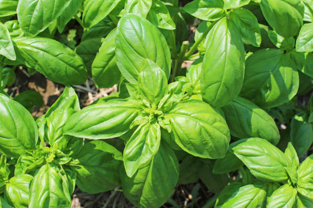 istock Basil grown in the home garden 1472260042