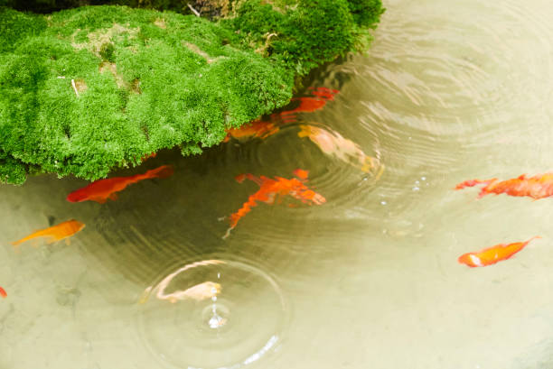 istock goldfish in a fountain 1472261108
