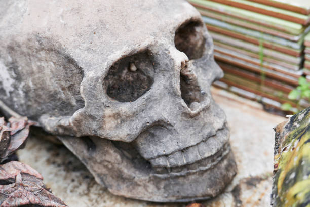istock reproduction of a skull 1472261144