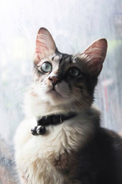 istock white and gray pet cat, looking at the camera 1472262356