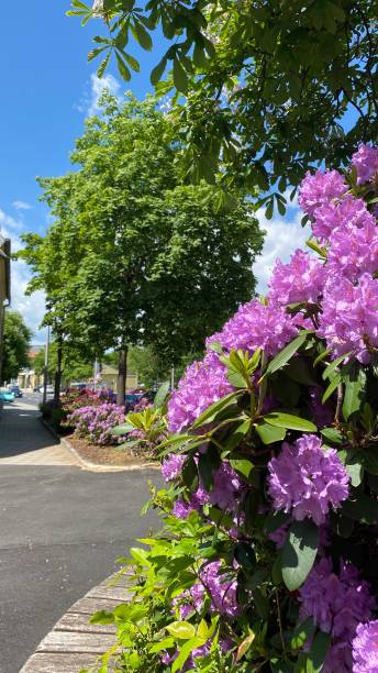 istock Purple flowers 1472262592