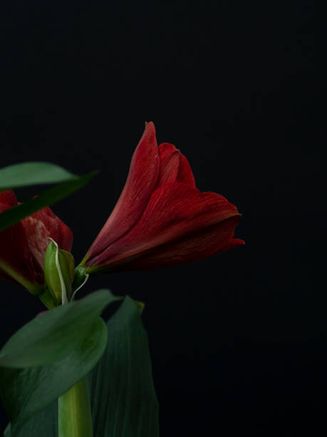 istock Red amaryllis. Flower on black background 1472262816