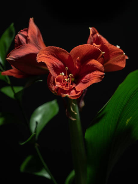istock Red amaryllis. Flower on black background 1472262817