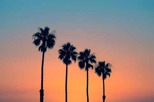 Palm trees at sunset, vintage California summer vibes