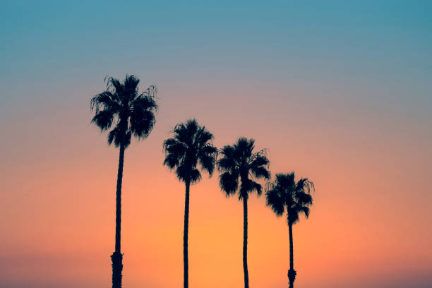 Palm trees at sunset, vintage California summer vibes stock photo