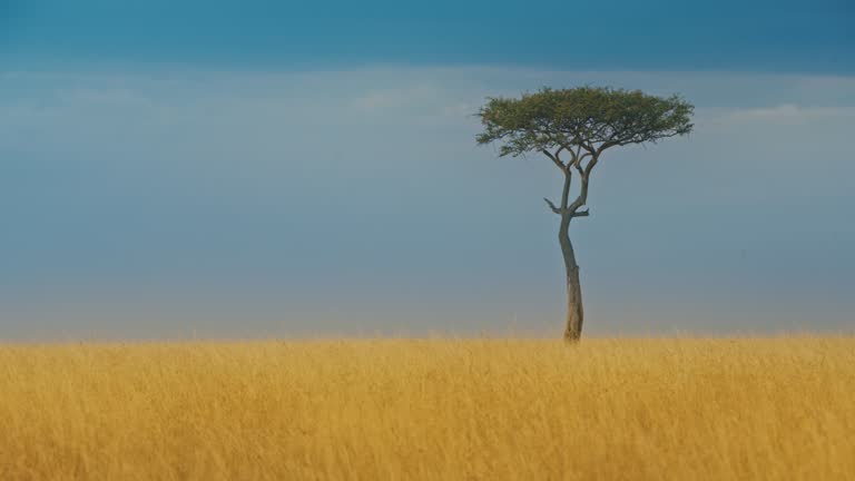 Idyllic view of single Acacia tree at Maasai Mara National Reserve. Best Documentary