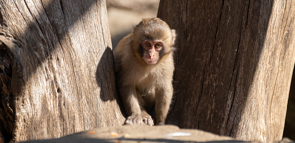 cute japanese monkey baby