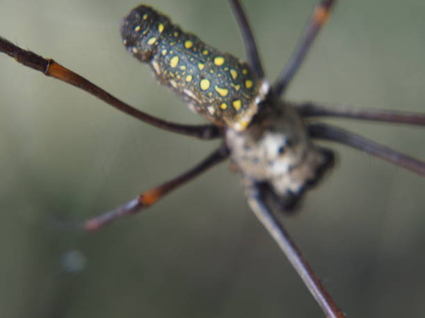istock Brown, cream and yellow-gray and light-white spiders 1472266018