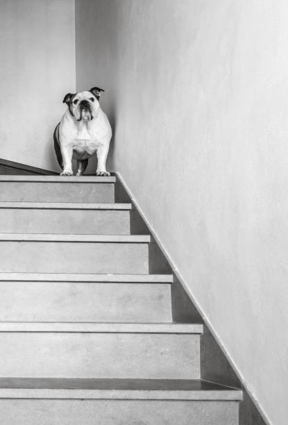 istock Perplexed Bulldog on top of a staircase 1472267285