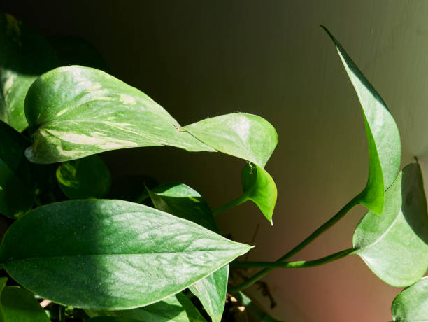 istock leaves of tropical plants 1472267688