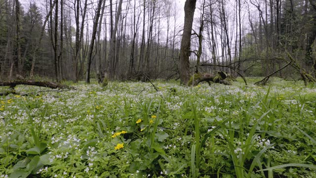 A panorama of spring meadows with numerous backwaters on a stream caused by beaver activity