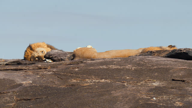 Lions sleeping on rock formation at Maasai Mara National Reserve