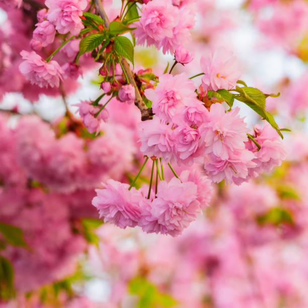 istock blossoming sakura flower closeup 1472269121