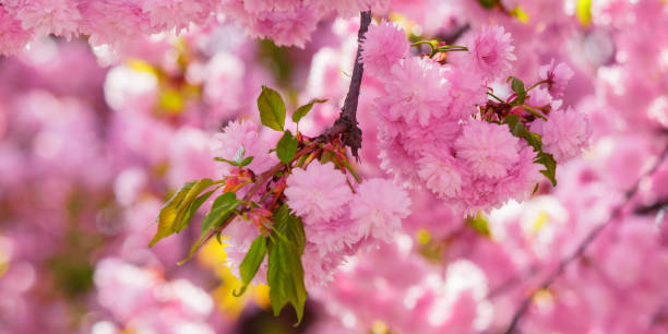 istock branch in pink cherry blossom 1472269122
