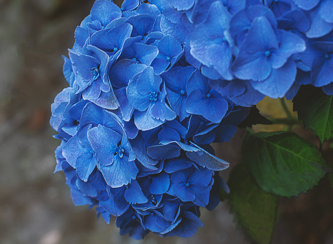 Beautiful close up of a blue flower