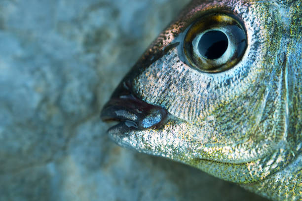 istock Sea bream (Gilthead, Sargus annularis) from the Crimea 1472270036