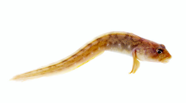 istock very attractive animal in different poses 1472270123
