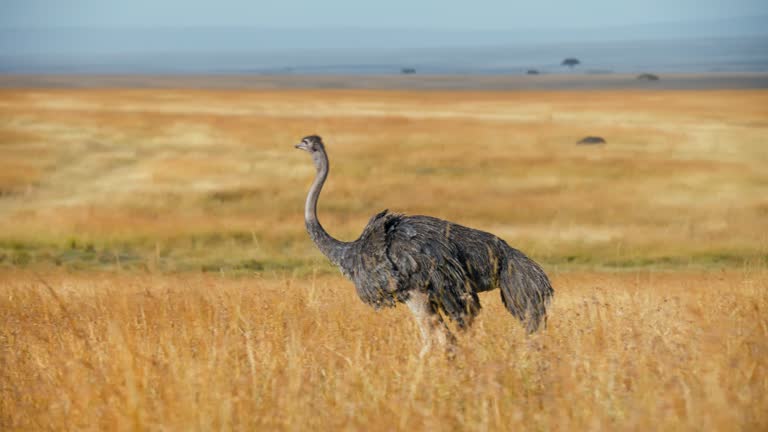 Ostrich walking on savannah at Maasai Mara National Reserve