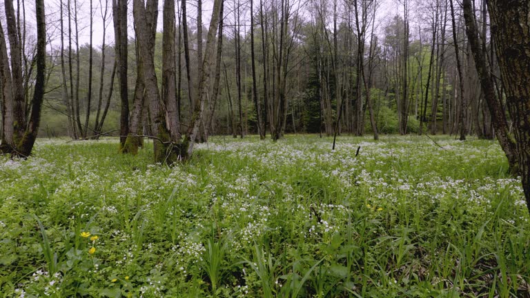 A panorama of spring meadows with numerous backwaters on a stream caused by beaver activity