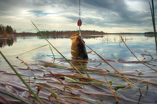 big perch catch by sport fishing. fish caught on bait spinning