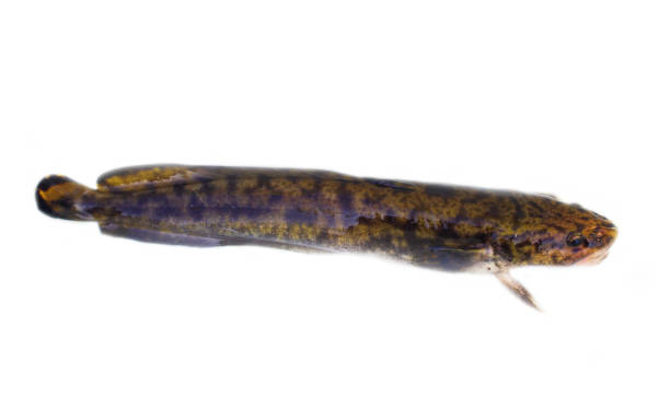 istock Camouflaged freshwater fish burbot (Lota lota) isolated on white 1472271601