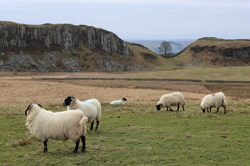 Sheep grazing with Hadrian’s Wall and Sycamore Gap in the background