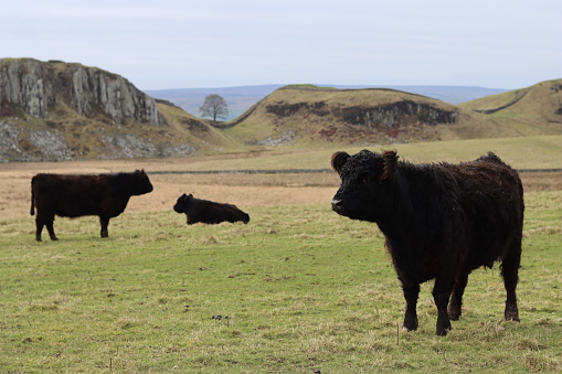 Cows grazing with Hadrian’s Wall and Sycamore Gap in the background