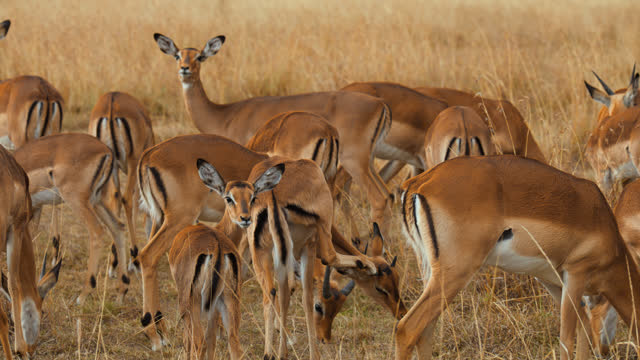 Impalas grazing on savannah at Maasai Mara National Reserve in Africa
