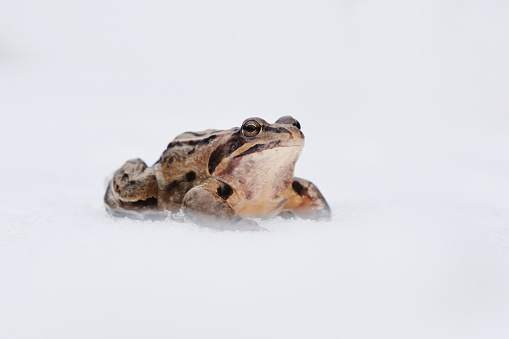 Moor frog (Rana arvalis) in the snow in early spring.