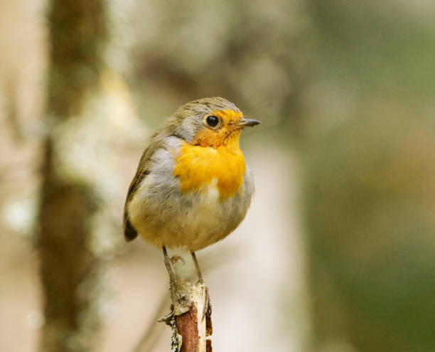 istock European robin (erithacus rubecula) sitting on a branch in the forest in fall. 1472275785