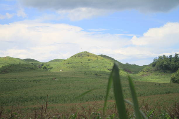 istock Teletubis Hill, Gunung Kidul, Corn Plant 1472275993