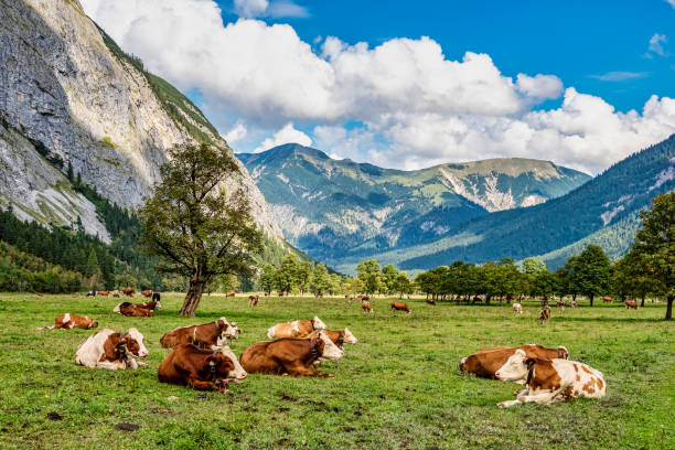 istock Maple trees at Ahornboden, Karwendel mountains, Tyrol, Austria 1472276161