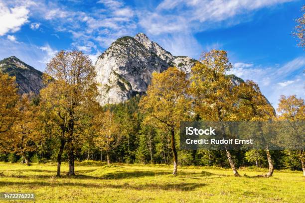 Maple Trees At Ahornboden Karwendel Mountains Tyrol Austria Stock Photo - Download Image Now