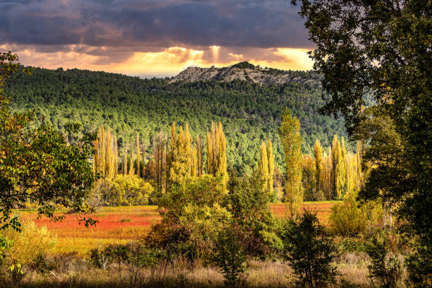 osier automnal cultivé dans le parc naturel de la serrania de cuenca. canamares, espagne - cuenca province photos et images de collection