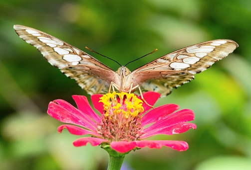 Butterfly spreading wings and looking at camera - animal behavior.