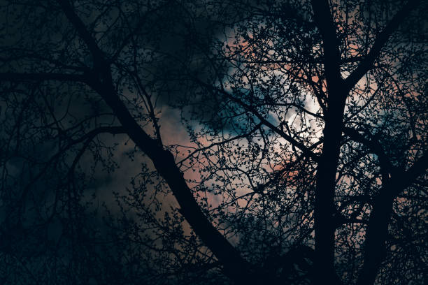 Made entirely by moonlight. Full moon can be seen through the branches of the trees.