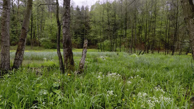 A panorama of spring meadows with numerous backwaters on a stream caused by beaver activity
