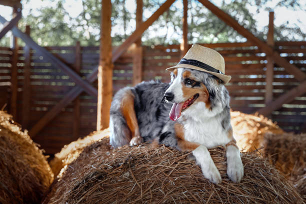 istock A dog in a hat sits in the manger 1472277688