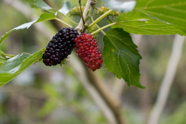 istock Mulberries on Tree - Stock Photo 1472278167