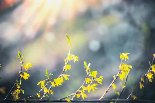 Yellow forsythia blossom at blurred background with bokeh and sunshine. Spring nature. Springtime blooming. Outdoor