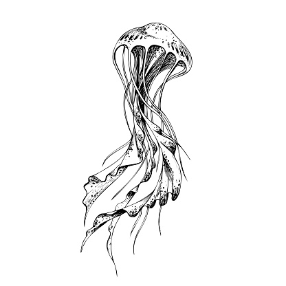 Sea jellyfish stylized. Isolated object drawn by hand in graphic technique. Vector illustration for summer, nautical and beach decoration and design