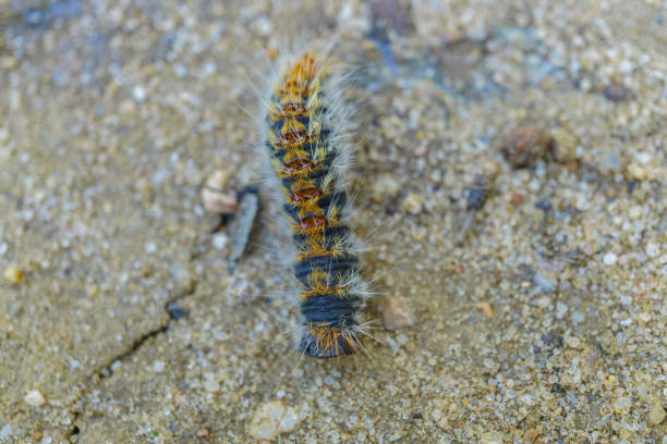 close-up of a pine processionary caterpillar dangerous to animals and plants