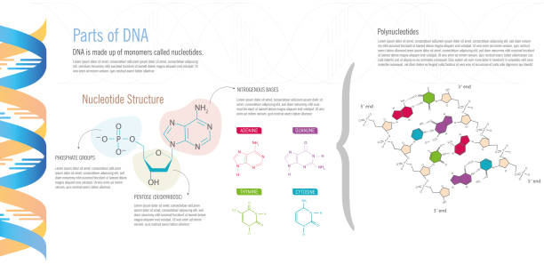 Parts of DNA Parts of DNA, nucleotide structure and its main elements, nitrogenous bases, pentose and phosphate groups, on white background. dna nucleotide stock illustrations
