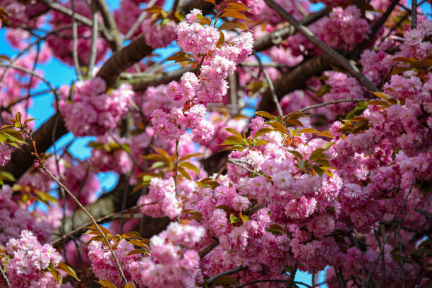 istock Cherry Blossom - Sakura - CloseUp 1472279703