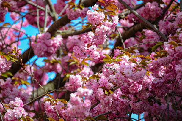 istock Cherry Blossom - Sakura - CloseUp 1472279711