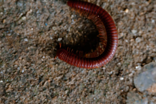 istock Millipedes walk on the ground 1472280600