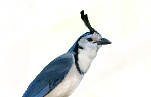 A white throated magpie-jay in a tree on a beach in Guanacaste, Costa Rica.