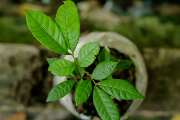 istock Longan seeds grow in a special plastic form before being moved to be planted 1472280688